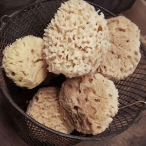sea ​​sponge