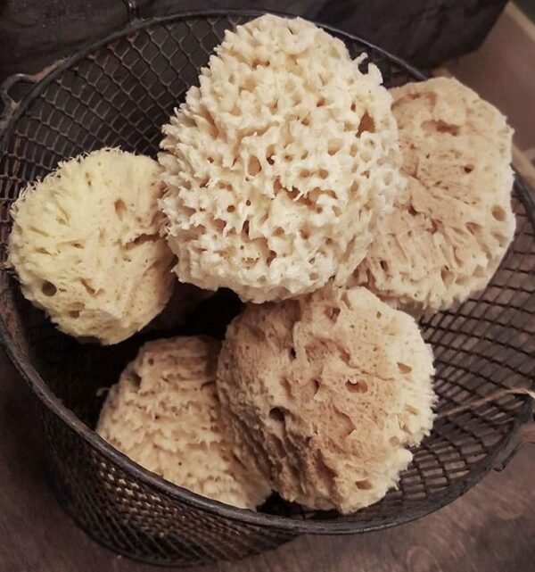 sea ​​sponge