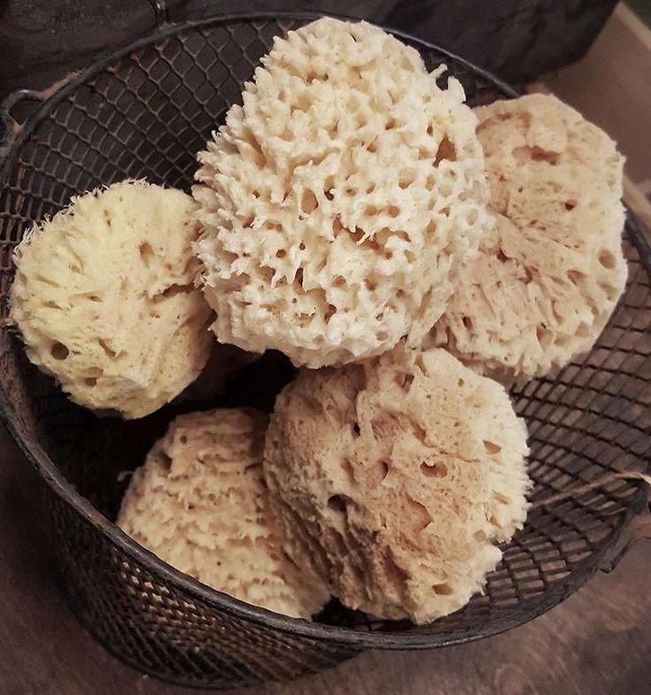 sea ​​sponge